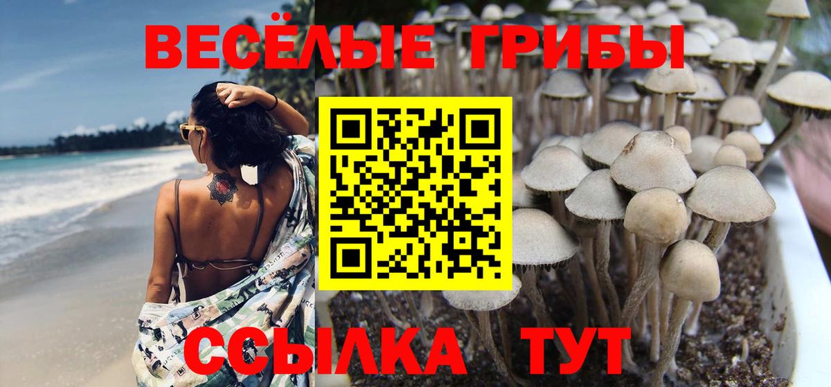 Каменка  Галлюциногенные грибы Magic Shrooms  Вход с VPN 